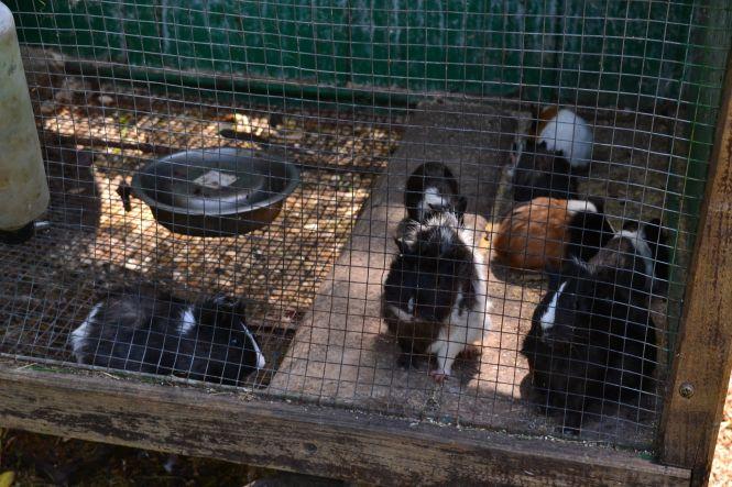 Новини Хмельницького - фото з Як та за скільки утримують тварин в зоокутку, що в парку Чекмана Як та за скільки утримують тварин в зоокутку, що в парку Чекмана, фото №15 на сайті vsim.ua