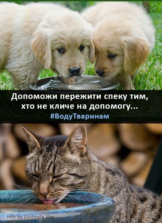 У Тернополі запустили флешмоб #водутваринам, фото №1 на сайті 20minut.ua
