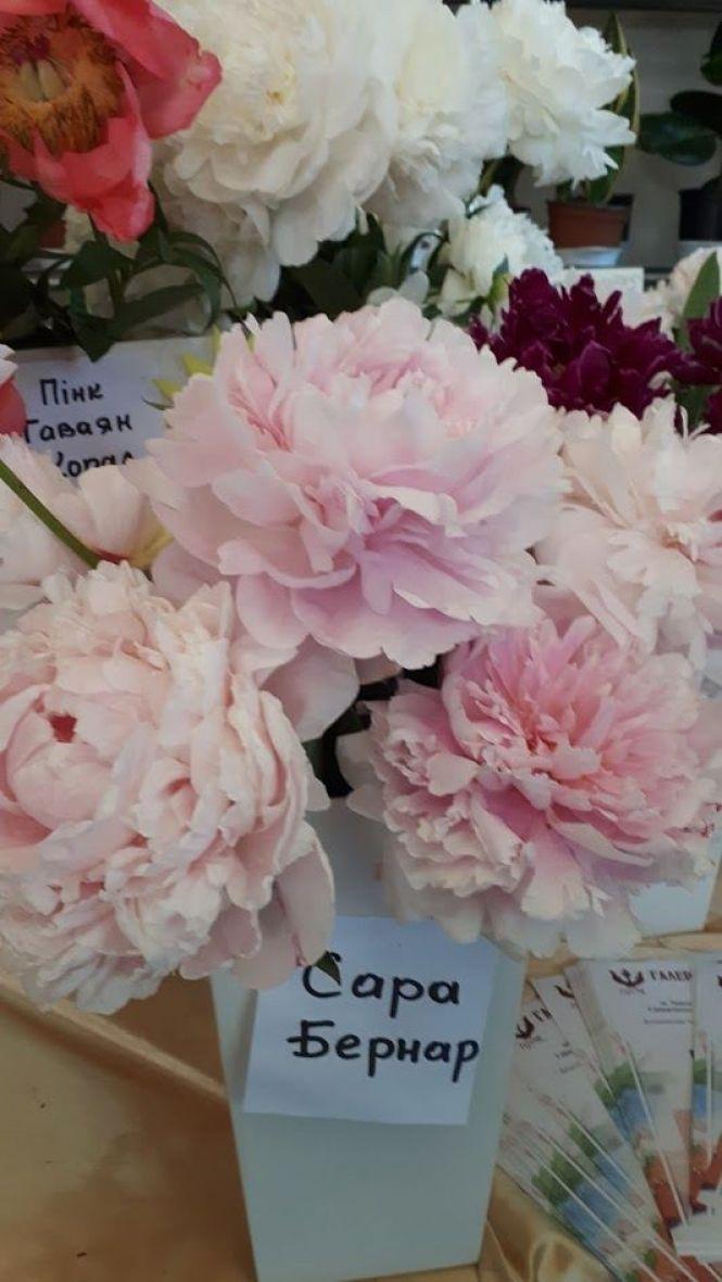 Новини Тернополя - фото з Тернополянин вирощує особливі іриси Тернополянин вирощує особливі іриси, фото №10 на сайті 20minut.ua