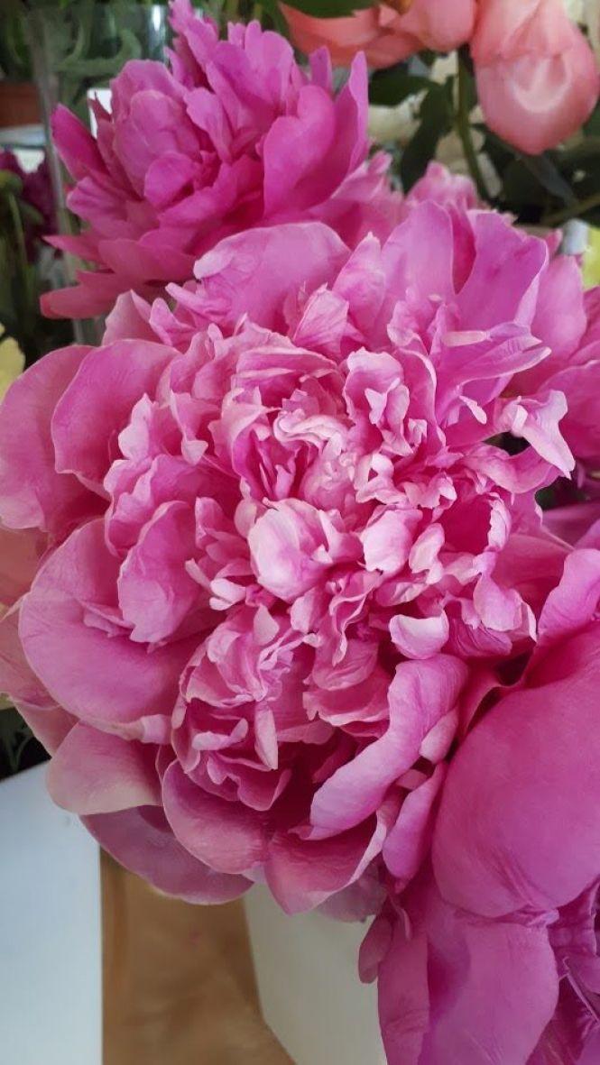 Новини Тернополя - фото з Тернополянин вирощує особливі іриси Тернополянин вирощує особливі іриси, фото №19 на сайті 20minut.ua