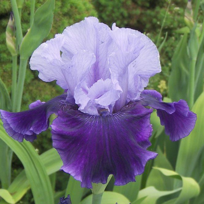 Новини Тернополя - фото з Тернополянин вирощує особливі іриси Тернополянин вирощує особливі іриси, фото №4 на сайті 20minut.ua