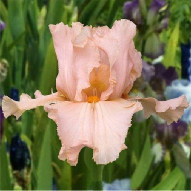 Новини Тернополя - фото з Тернополянин вирощує особливі іриси Тернополянин вирощує особливі іриси, фото №2 на сайті 20minut.ua