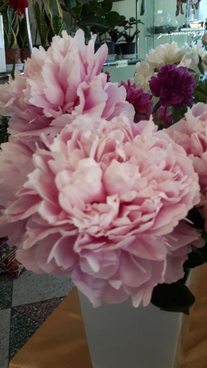 Новини Тернополя - фото з Тернополянин вирощує особливі іриси Тернополянин вирощує особливі іриси, фото №6 на сайті 20minut.ua