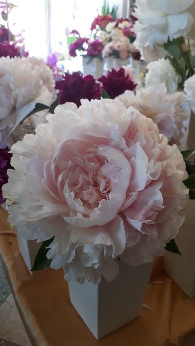 Новини Тернополя - фото з Тернополянин вирощує особливі іриси Тернополянин вирощує особливі іриси, фото №12 на сайті 20minut.ua