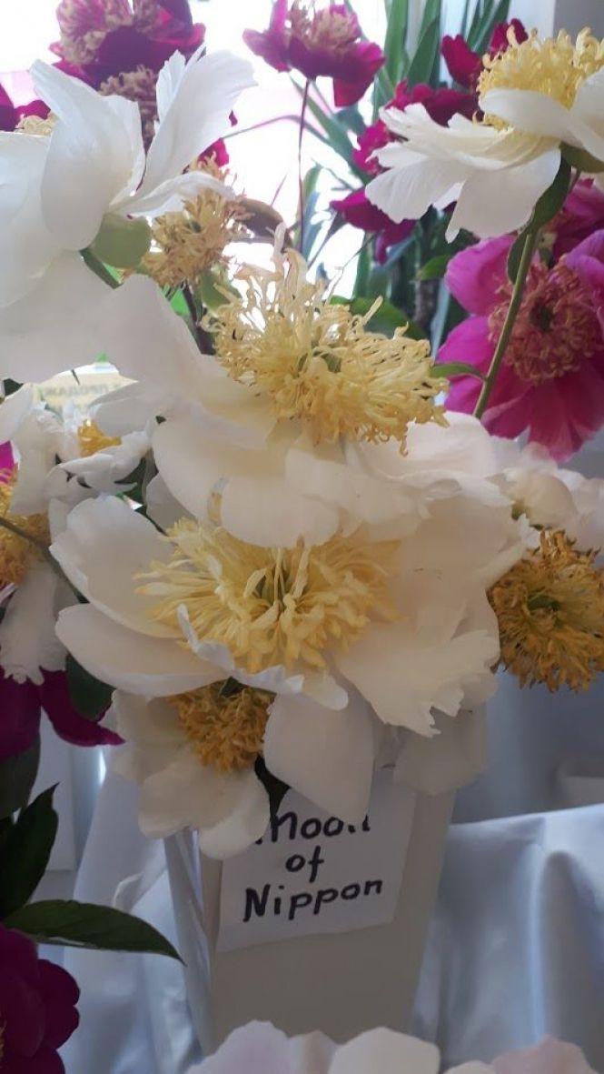 Новини Тернополя - фото з Тернополянин вирощує особливі іриси Тернополянин вирощує особливі іриси, фото №11 на сайті 20minut.ua