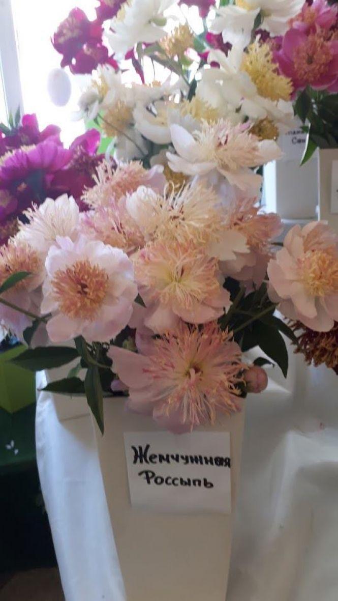 Новини Тернополя - фото з Тернополянин вирощує особливі іриси Тернополянин вирощує особливі іриси, фото №8 на сайті 20minut.ua