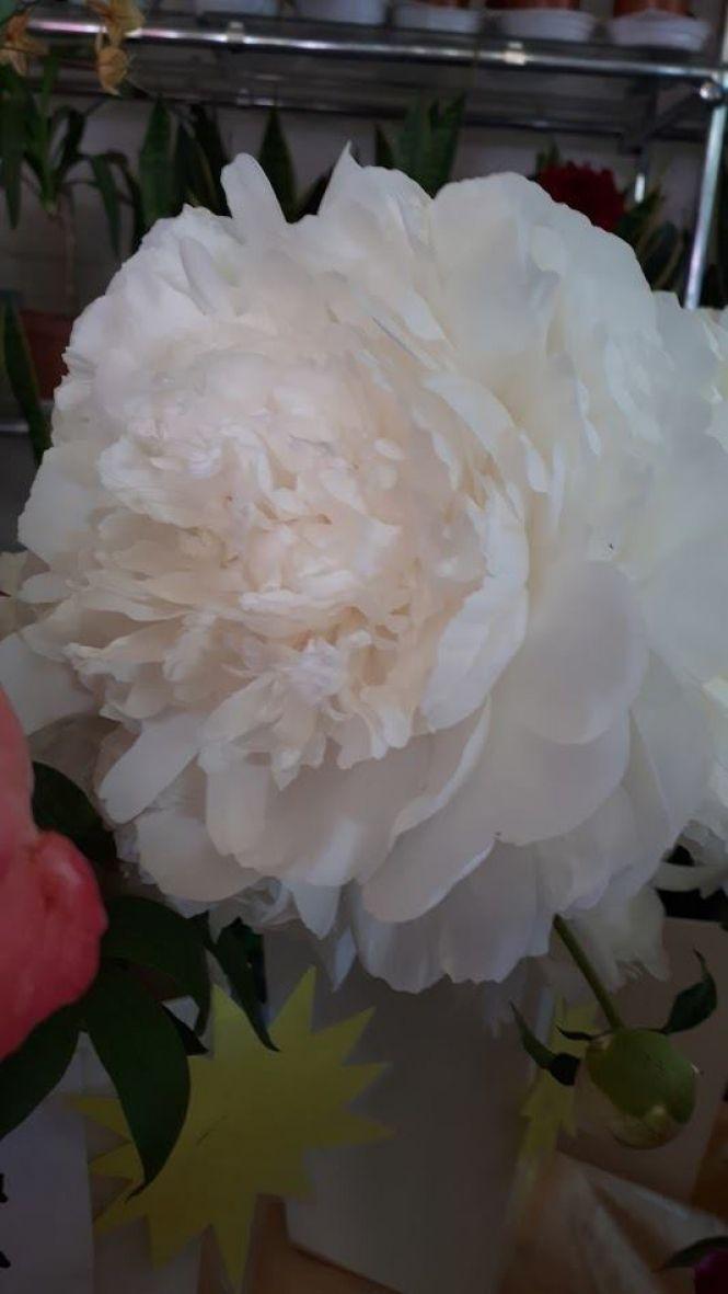 Новини Тернополя - фото з Тернополянин вирощує особливі іриси Тернополянин вирощує особливі іриси, фото №9 на сайті 20minut.ua