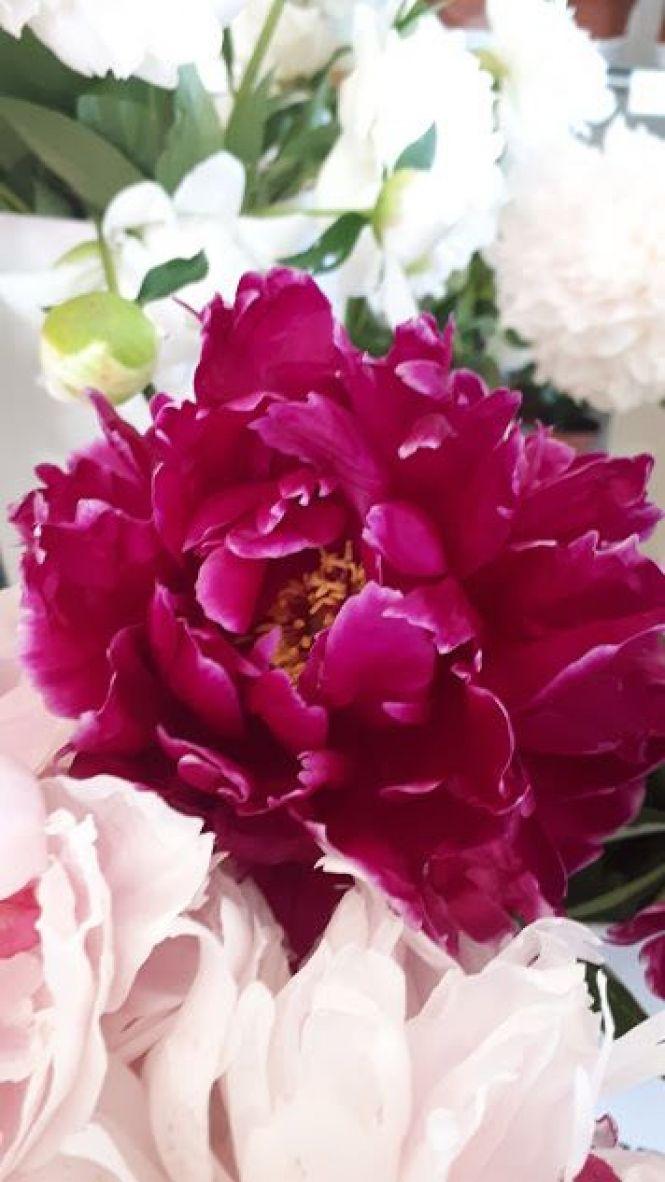 Новини Тернополя - фото з Тернополянин вирощує особливі іриси Тернополянин вирощує особливі іриси, фото №13 на сайті 20minut.ua