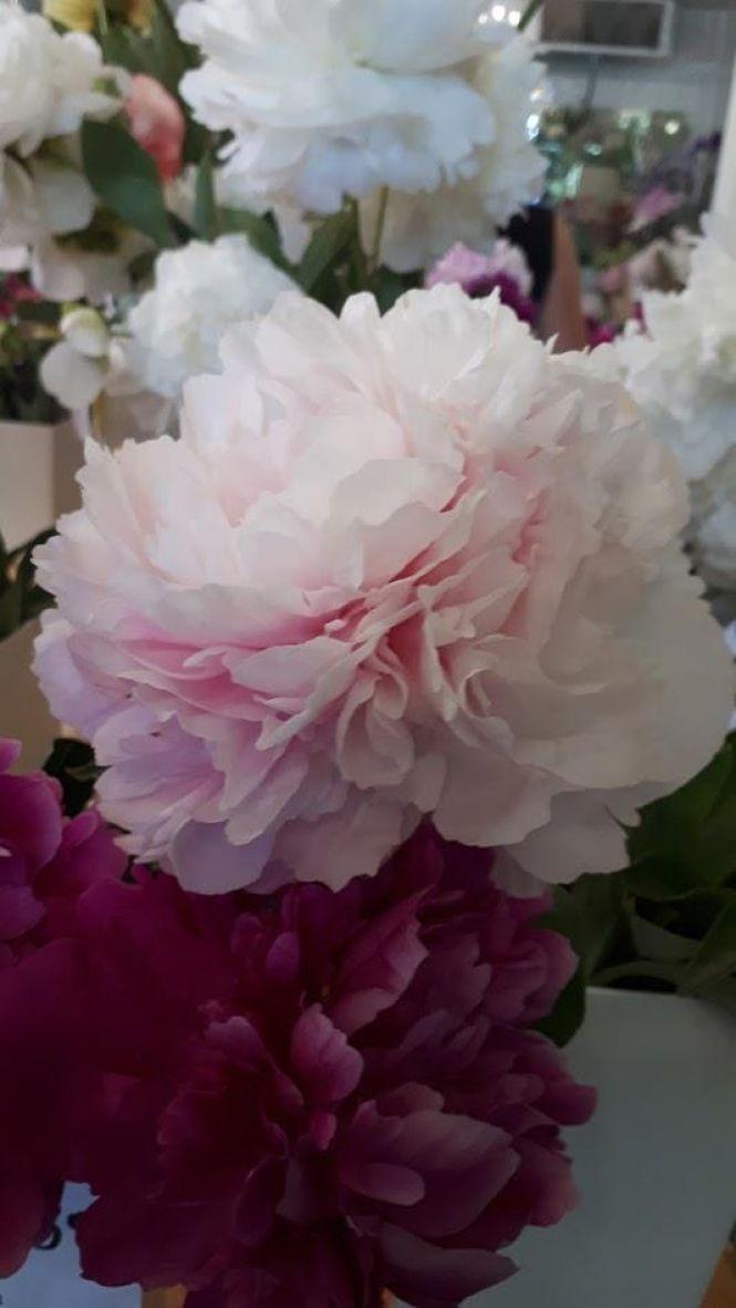 Новини Тернополя - фото з Тернополянин вирощує особливі іриси Тернополянин вирощує особливі іриси, фото №18 на сайті 20minut.ua