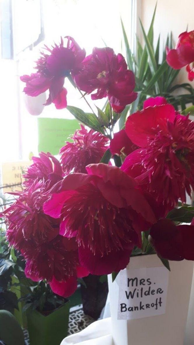 Новини Тернополя - фото з Тернополянин вирощує особливі іриси Тернополянин вирощує особливі іриси, фото №17 на сайті 20minut.ua