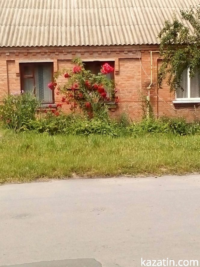 Фото дня: Козятин квітне трояндами, фото №1 на сайті 20minut.ua