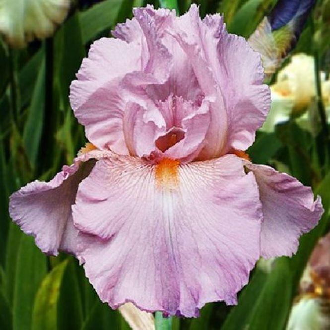 Новини Тернополя - фото з Тернополянин вирощує особливі іриси Тернополянин вирощує особливі іриси, фото №5 на сайті 20minut.ua