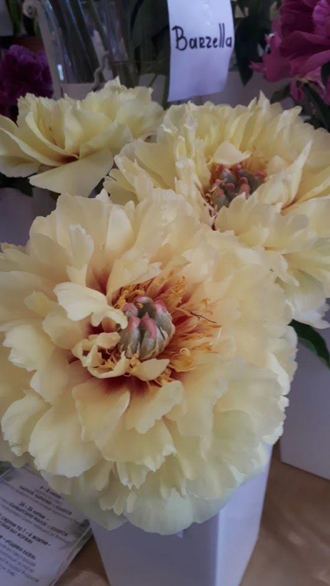 Новини Тернополя - фото з Тернополянин вирощує особливі іриси Тернополянин вирощує особливі іриси, фото №16 на сайті 20minut.ua