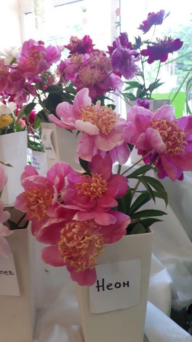 Новини Тернополя - фото з Тернополянин вирощує особливі іриси Тернополянин вирощує особливі іриси, фото №15 на сайті 20minut.ua