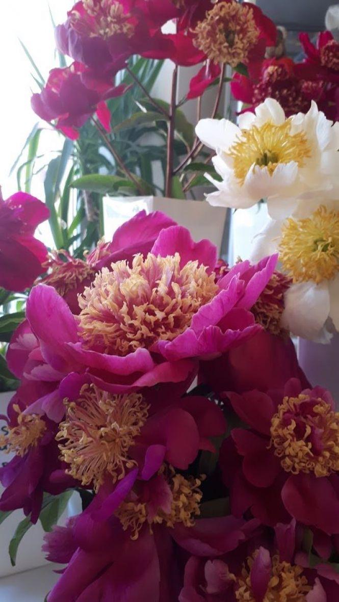 Новини Тернополя - фото з Тернополянин вирощує особливі іриси Тернополянин вирощує особливі іриси, фото №7 на сайті 20minut.ua