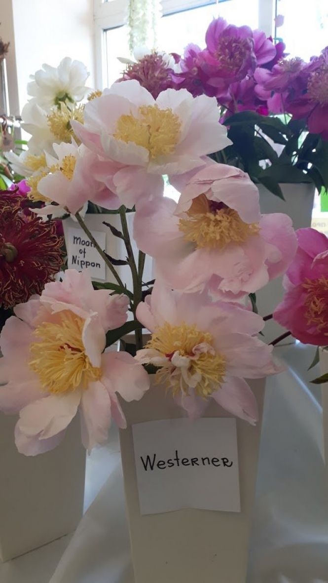 Новини Тернополя - фото з Тернополянин вирощує особливі іриси Тернополянин вирощує особливі іриси, фото №14 на сайті 20minut.ua