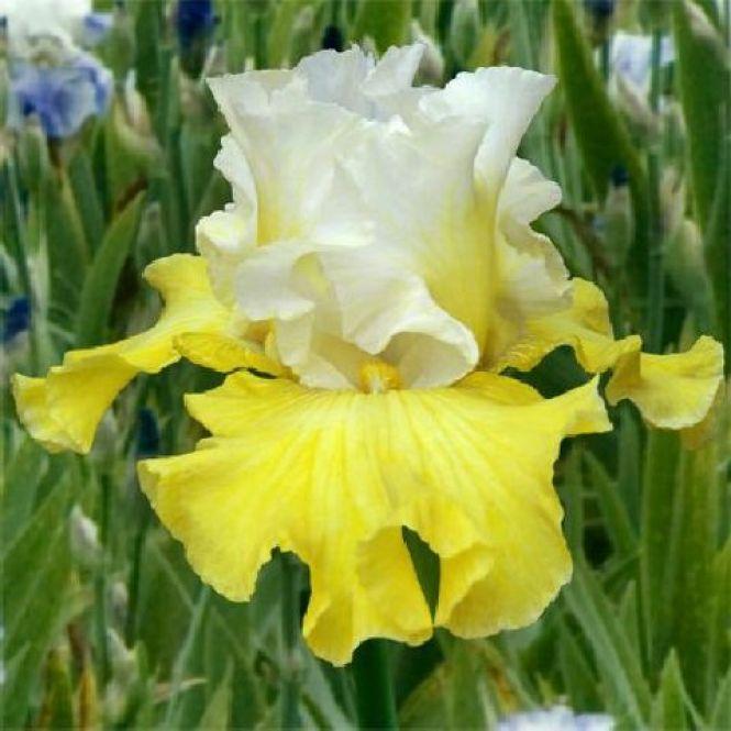 Новини Тернополя - фото з Тернополянин вирощує особливі іриси Тернополянин вирощує особливі іриси, фото №3 на сайті 20minut.ua