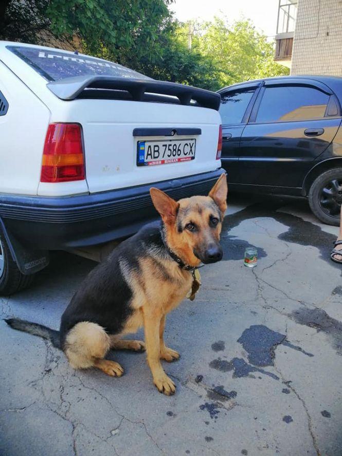 Новини Вінниці - фото з На Космонавтів до чужої автівки прив’язали вівчарку. Тварина скавуліла всю ніч На Космонавтів до чужої автівки прив’язали вівчарку. Тварина скавуліла всю ніч, фото №2 на сайті 20minut.ua