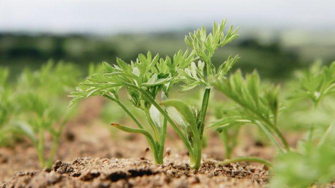 Новини Вінниці - фото з Спочатку нагодуй землю, потім вона тебе нагодує (Новини компаній) Спочатку нагодуй землю, потім вона тебе нагодує (Новини компаній), фото №2 на сайті 20minut.ua