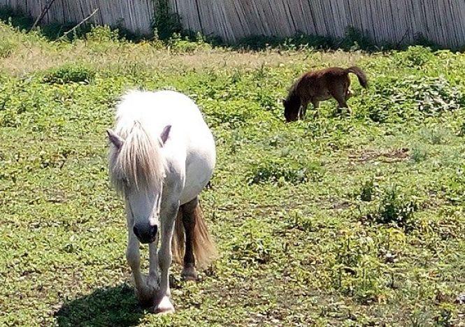 Новини Вінниці - фото з Двоє малят народилися у родині коней Подільського зоопарку Двоє малят народилися у родині коней Подільського зоопарку, фото №1 на сайті 20minut.ua