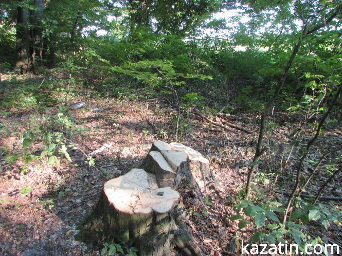 В махаринецькому лісі ріжуть дуби?, фото №1 на сайті 20minut.ua