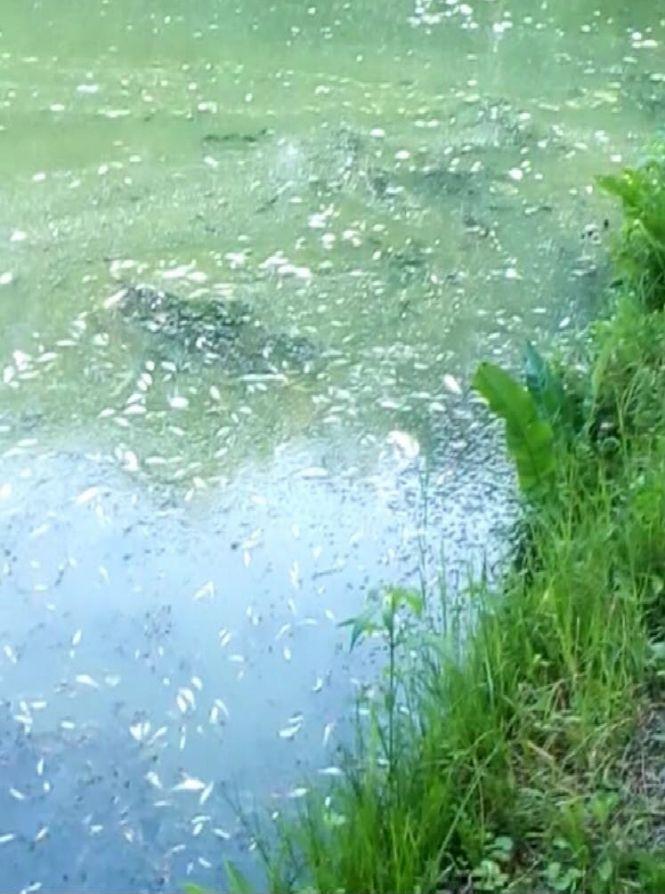 Новини Тернополя - фото з Тернопільський став покрився токсичними водоростями - гине риба. Як із цим боротимуться Тернопільський став покрився токсичними водоростями - гине риба. Як із цим боротимуться, фото №1 на сайті 20minut.ua