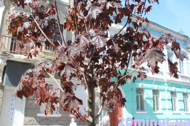 Новини Тернополя - фото з В Тернополі вирізають липи та каштани: чому це необхідно, та які дерева прийдуть на заміну В Тернополі вирізають липи та каштани: чому це необхідно, та які дерева прийдуть на заміну, фото №2 на сайті 20minut.ua