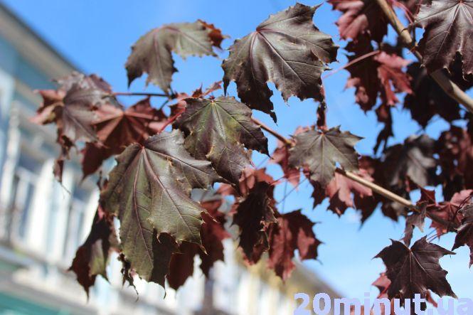 Новини Тернополя - фото з В Тернополі вирізають липи та каштани: чому це необхідно, та які дерева прийдуть на заміну В Тернополі вирізають липи та каштани: чому це необхідно, та які дерева прийдуть на заміну, фото №3 на сайті 20minut.ua