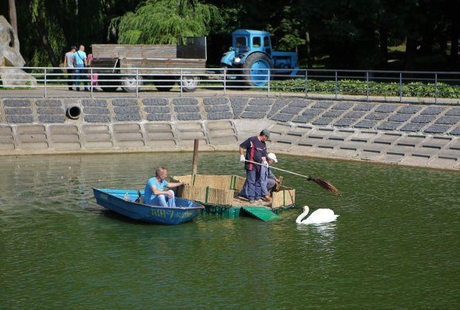 Новини Вінниці - фото з У лебедів Руслана і Людмили поповнення — троє пухнастих пташенят У лебедів Руслана і Людмили поповнення — троє пухнастих пташенят, фото №2 на сайті 20minut.ua