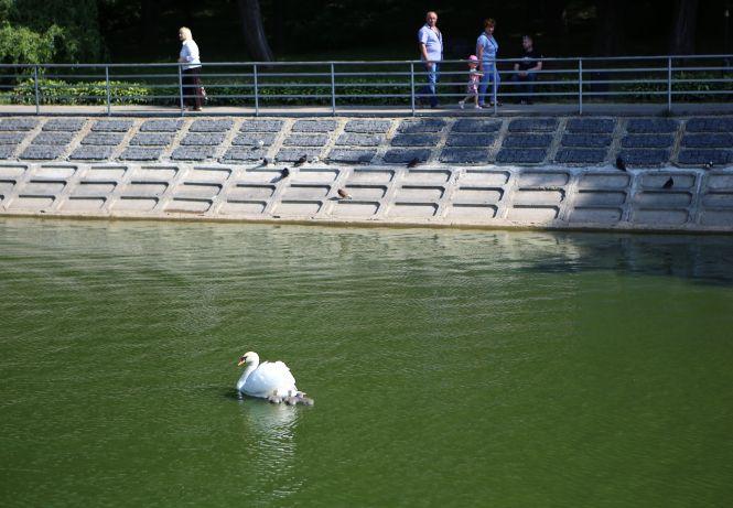 Новини Вінниці - фото з У лебедів Руслана і Людмили поповнення — троє пухнастих пташенят У лебедів Руслана і Людмили поповнення — троє пухнастих пташенят, фото №4 на сайті 20minut.ua