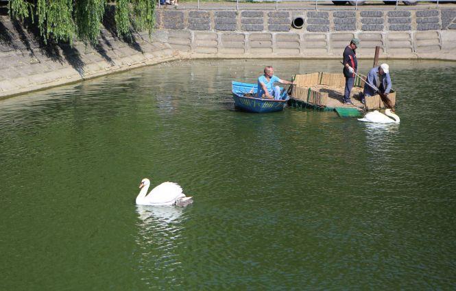 Новини Вінниці - фото з У лебедів Руслана і Людмили поповнення — троє пухнастих пташенят У лебедів Руслана і Людмили поповнення — троє пухнастих пташенят, фото №3 на сайті 20minut.ua