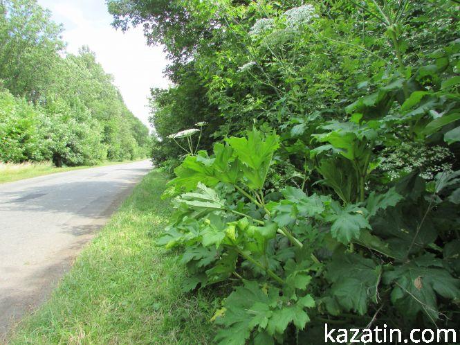 На Козятинщині борщівники ростуть один вищий одного. Де саме?, фото №2 на сайті 20minut.ua