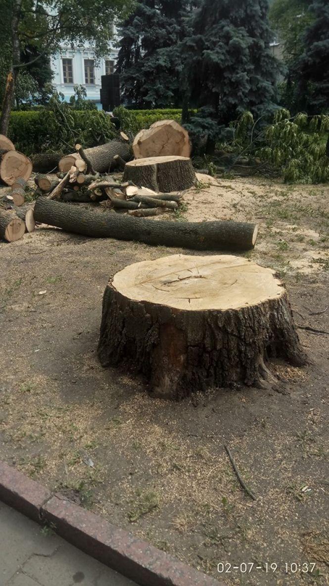 На Старому бульварі зрізали старі дерева рідкісних пород, фото №2 на сайті 20minut.ua
