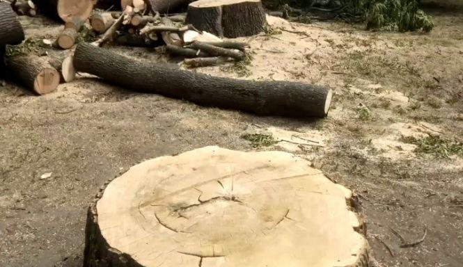 На Старому бульварі зрізали старі дерева рідкісних пород, фото №1 на сайті 20minut.ua