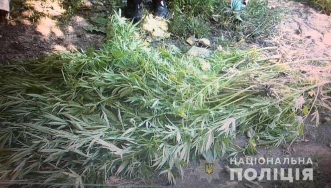 Новини Вінниці - фото з На Ямпільщині 74-річна пенсіонерка насадила конопель. Каже, що для ніг На Ямпільщині 74-річна пенсіонерка насадила конопель. Каже, що для ніг, фото №2 на сайті 20minut.ua