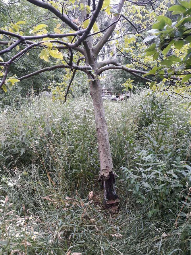 Новини Тернополя - фото з “Ми не хочемо паркану на нашій території”: боротьба за двір на Київській продовжується “Ми не хочемо паркану на нашій території”: боротьба за двір на Київській продовжується, фото №1 на сайті 20minut.ua