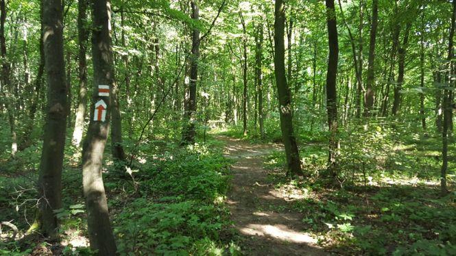 ТОП-7 місць у Тернополі, де можна вдало провести бігове тренування, фото №2 на сайті 20minut.ua