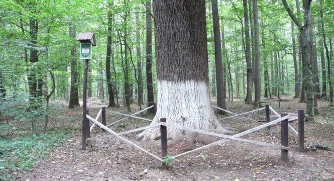 Новини Житомира - фото з Запрошуємо у подорож мальовничою Житомирщиною Запрошуємо у подорож мальовничою Житомирщиною, фото №1 на сайті 20minut.ua