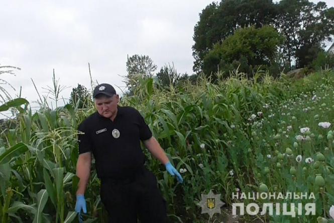 У Білогірському районі за день знайшли 2500 кущів маку, фото №2 на сайті vsim.ua