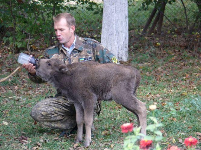 Новини Вінниці - фото з Велике переселення. Чому вінницьких зубрів вивозять в інші регіони України? Велике переселення. Чому вінницьких зубрів вивозять в інші регіони України?, фото №1 на сайті 20minut.ua