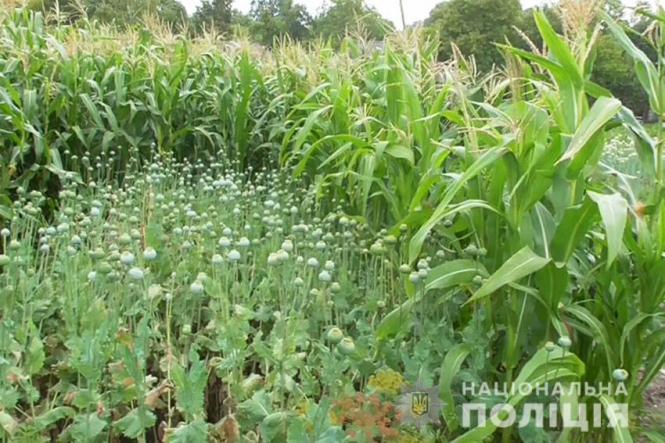 У Білогірському районі за день знайшли 2500 кущів маку, фото №1 на сайті vsim.ua