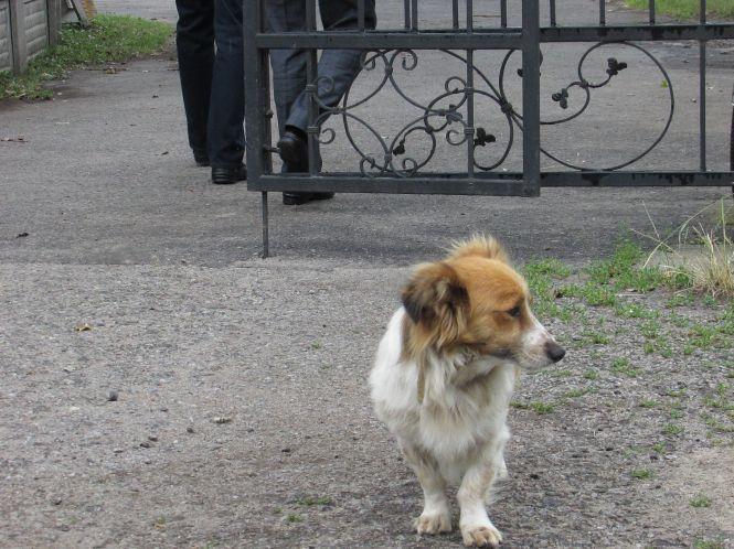 Новини Козятина - фото з Проблема: чому козятинчан атакують собаки підприємців, коли є волонтери для безпритульних собак? Проблема: чому козятинчан атакують собаки підприємців, коли є волонтери для безпритульних собак?, фото №3 на сайті 20minut.ua