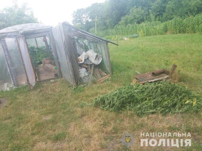 Новини Житомира - фото з Понад тисячі рослин снодійного маку за вихідні вилучила поліція у жителів Житомирщини Понад тисячі рослин снодійного маку за вихідні вилучила поліція у жителів Житомирщини, фото №1 на сайті 20minut.ua