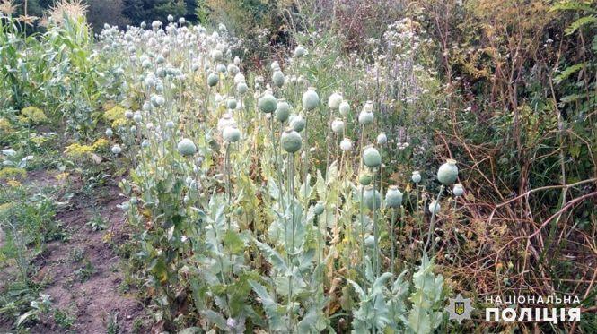 Новини Хмельницького - фото з Понад 800 кущів опіумного маку вирощували на городі мешканці Волочиського району Понад 800 кущів опіумного маку вирощували на городі мешканці Волочиського району, фото №1 на сайті vsim.ua