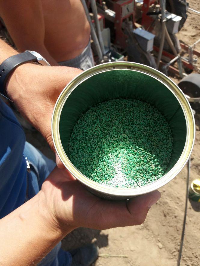 Новини Вінниці - фото з Народжується новий бренд — Вінницька морква (Прес-служба Organic-D) Народжується новий бренд — Вінницька морква (Прес-служба Organic-D), фото №3 на сайті 20minut.ua