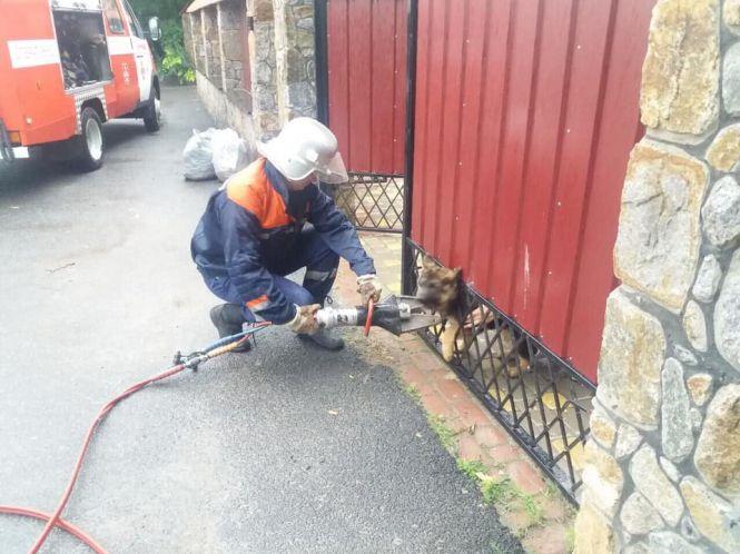 Операція «Порятунок»: у Вінниці песик застряг у паркані, а у Сутисках цуценята впали в яму, фото №1 на сайті 20minut.ua