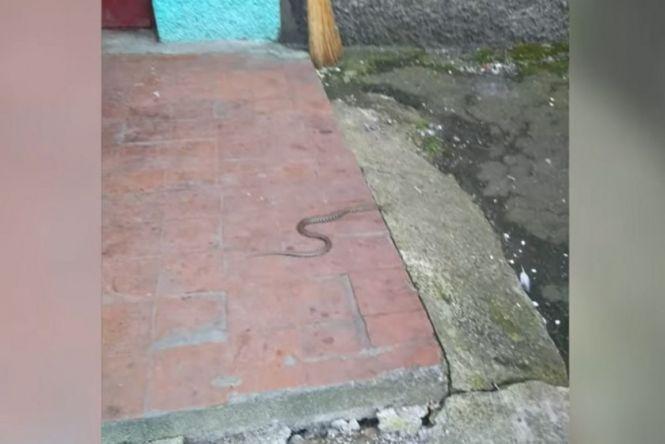 Жителів будинку на Короленка лякає змія, яка розмножується в їхніх підвалах, фото №2 на сайті 20minut.ua