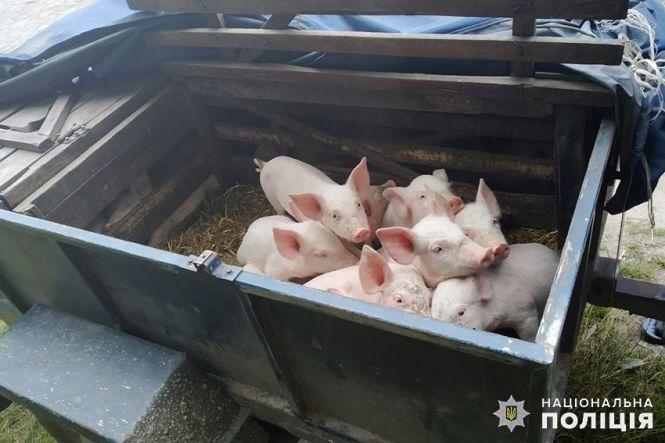 На Хмельниччині злодії викрали 9 поросят у селян, фото №1 на сайті vsim.ua