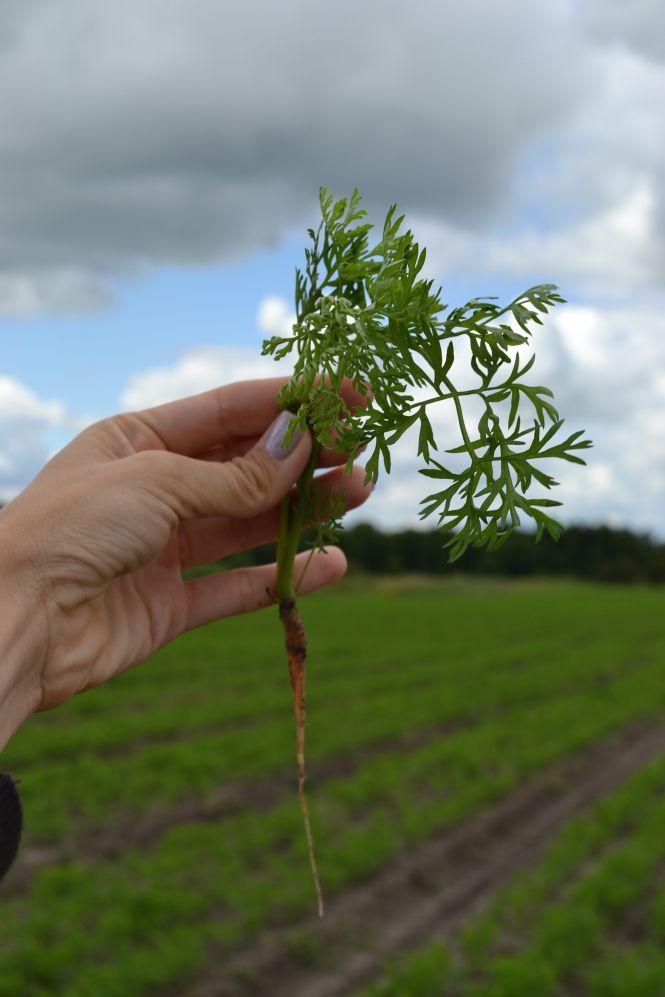 Новини Вінниці - фото з Народжується новий бренд — Вінницька морква (Прес-служба Organic-D) Народжується новий бренд — Вінницька морква (Прес-служба Organic-D), фото №4 на сайті 20minut.ua