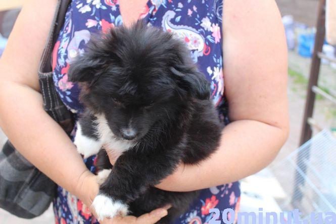 Кричали та виривали камеру: чи тримають тварин у металевих контейнерах продавці на Шептицького, фото №1 на сайті 20minut.ua